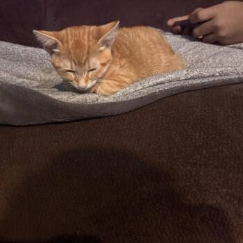 Mango -  Domestic Short Hair Cat for Adoption in Melbourne, Kentucky - Mango | PetCurious