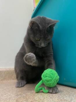 Eliza -  Domestic Short Hair Cat for Adoption in Fall River, Massachusetts - Eliza | PetCurious