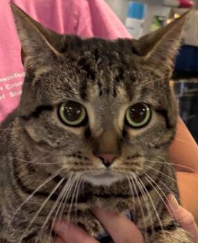 Powder -  Domestic Short Hair Cat for Adoption in Elizabethton, Tennessee - Powder | PetCurious