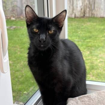 Collins -  Domestic Short Hair Cat for Adoption in Boston, Massachusetts - Collins | PetCurious