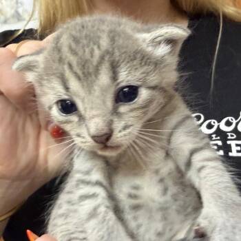 Polli -  Domestic Short Hair Cat for Adoption in Blairsville, Georgia - Polli | PetCurious