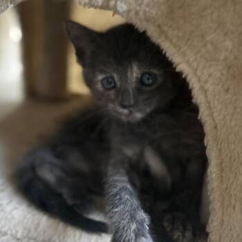 Domestic Short Hair Cats Available for Adoption in Boerne, Texas - Brigitta | PetCurious