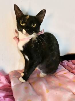 Rescue Tuxedo and Tortoiseshell Cats for Adoption in Parkland, Florida - Grace 2 | PetCurious