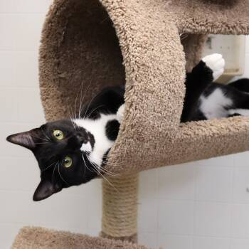 Rescue Domestic Short Hair Cats for Adoption in Beacon, New York - Oden | PetCurious