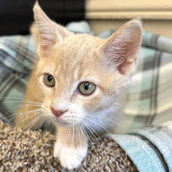 Pumpkin -  Domestic Short Hair Cat for Adoption in Medford, Oregon - Pumpkin | PetCurious