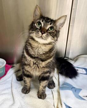 Trotsky -  Domestic Long Hair Cat for Adoption in Grants Pass, Oregon - Trotsky | PetCurious
