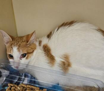 Domestic Short Hair Cats Available for Adoption in Bloomington, Indiana - Georgia | PetCurious