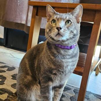 Timmy -  Domestic Short Hair Cat for Adoption - Timmy | PetCurious
