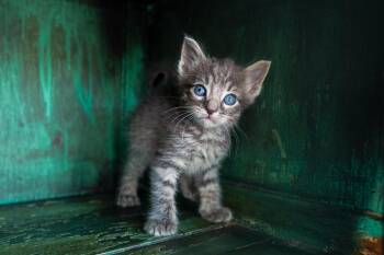 Dwight -  Domestic Short Hair Cat for Adoption in San Antonio, Texas - Dwight | PetCurious