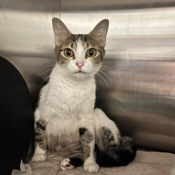 Skyler -  Domestic Short Hair Cat for Adoption in Bristol, Indiana - Skyler | PetCurious