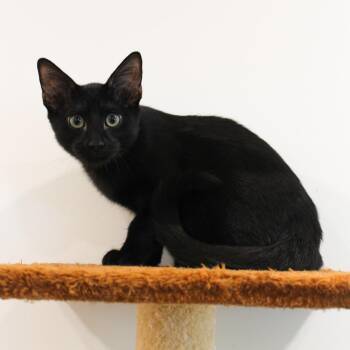 Clint -  Domestic Short Hair Cat for Adoption in Newport Beach, California - Clint | PetCurious