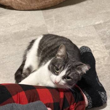 Domestic Short Hair Cats Available for Adoption in Eaton Rapids, Michigan - Mango & Annie 55497/54581 | PetCurious