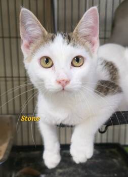 Rescue Domestic Short Hair Cats for Adoption in Cedar Rapids, Iowa - Stone | PetCurious