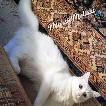 Turkish Angora and Domestic Medium Hair Cats Available for Adoption in Houston, Texas - MarshMellow #fluffy-tailed-playboy | PetCurious
