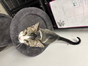 Rescue Domestic Short Hair Cats for Adoption in Wahoo, Nebraska - Casey Jo | PetCurious