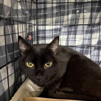 Henwen -  Domestic Short Hair Cat for Adoption in New York, New York - Henwen | PetCurious