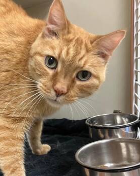 Buddy W. -  Domestic Short Hair Cat for Adoption in Christiansburg, Virginia - Buddy W. | PetCurious