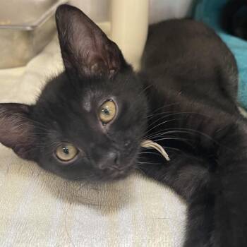 Mello Mallo -  Domestic Short Hair Cat for Adoption in Mentor, Ohio - Mello Mallo | PetCurious