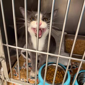 Domestic Short Hair Cats Available for Adoption in Troy, Virginia - Alan | PetCurious