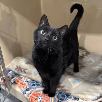 Butter -  Domestic Short Hair Cat for Adoption in Penn Yan, New York - Butter | PetCurious