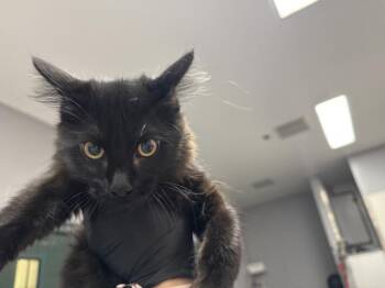 KIM -  Domestic Medium Hair Cat for Adoption in Thousand Palms, California - KIM | PetCurious