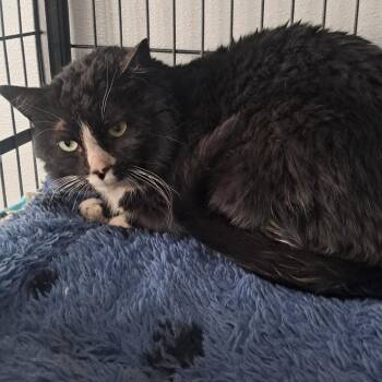 Domestic Medium Hair Cats Available for Adoption in Crookston, Minnesota - Storm  | PetCurious