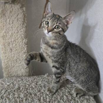 Gabby -  Tabby and Domestic Short Hair Cat for Adoption in Garland, Texas - Gabby | PetCurious