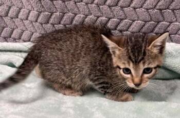 Rescue Domestic Short Hair Cats for Adoption in Lampasas, Texas - Netflix | PetCurious
