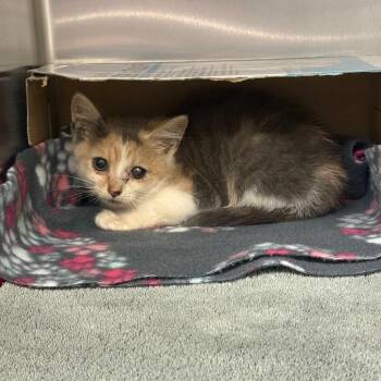 Agave -  Domestic Short Hair Cat for Adoption in Charlottesville, Virginia - Agave | PetCurious
