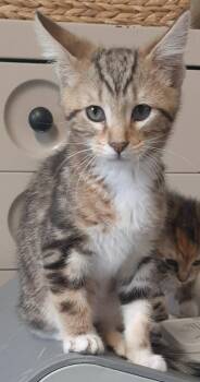 Domestic Short Hair Cats Available for Adoption in Georgetown, Ohio - Gantu | PetCurious