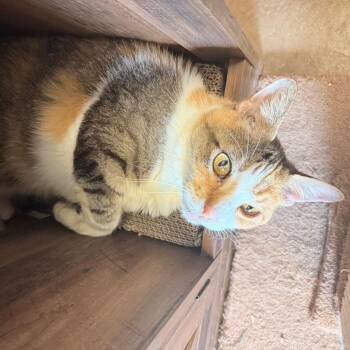 Florence - Laid-Back & Independent -  Domestic Short Hair Cat for Adoption in Flagstaff, Arizona - Florence - Laid-Back & Independent | PetCurious
