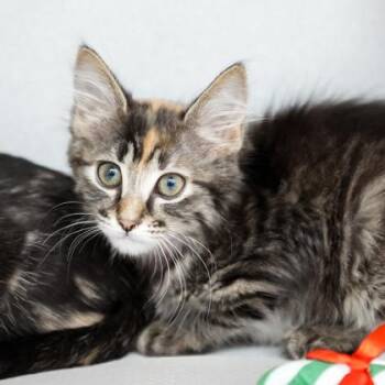 Moxy -  Domestic Short Hair Cat for Adoption in Atlanta, Georgia - Moxy | PetCurious