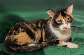 CALI -  Domestic Short Hair Cat for Adoption in Cookeville, Tennessee - CALI | PetCurious