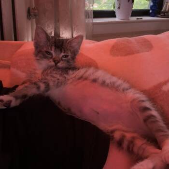 Gummy Worm -  Domestic Short Hair Cat for Adoption in Evanston, Illinois - Gummy Worm | PetCurious