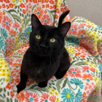 Scar -  Domestic Short Hair Cat for Adoption in Naperville, Illinois - Scar | PetCurious