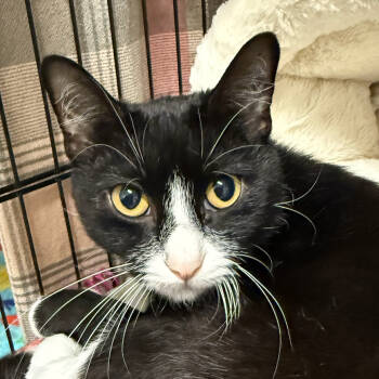 Rescue Domestic Short Hair Cats for Adoption in North Branford, Connecticut - 25-128 Dina | PetCurious