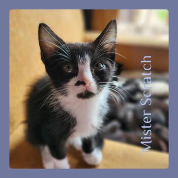 MISTER SCRATCH -  Tabby Cat for Adoption in Lawton, Oklahoma - MISTER SCRATCH | PetCurious