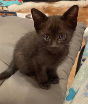 ARMAND -  Domestic Short Hair Cat for Adoption in Fort Lauderdale, Florida - ARMAND | PetCurious