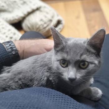 Russian Blue and Domestic Short Hair Cats Available for Adoption - Ruski INDOOR ONLY  | PetCurious