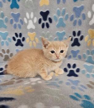 Jacob -  Domestic Short Hair Cat for Adoption in Wabash, Indiana - Jacob | PetCurious