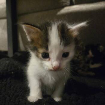 Domestic Short Hair Cats Available for Adoption in Evensville, Tennessee - Morgan Freeman | PetCurious