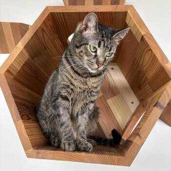 Gertie -  Domestic Short Hair Cat for Adoption in Georgetown, Kentucky - Gertie | PetCurious