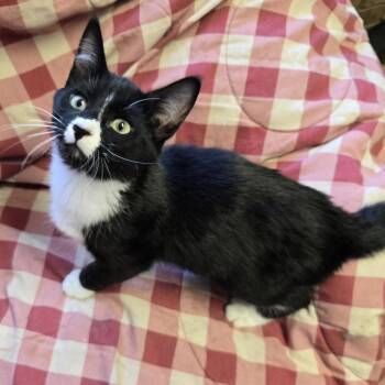 Doxepin -  Domestic Medium Hair Cat for Adoption in Layton, Utah - Doxepin | PetCurious