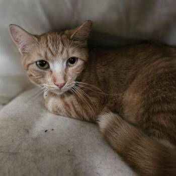 Poppy -  Domestic Short Hair Cat for Adoption in Lakewood, Colorado - Poppy | PetCurious