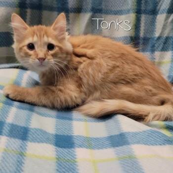 Domestic Long Hair Cats Available for Adoption - Tonks | PetCurious