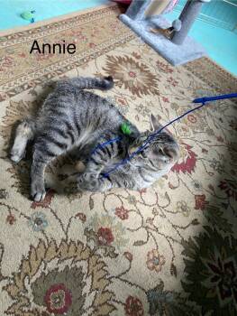 Rescue Domestic Short Hair Cats for Adoption in Milton, Pennsylvania - Annie And Winnie | PetCurious