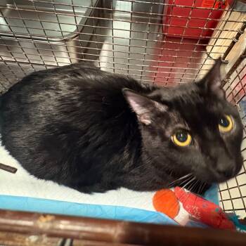 IVHS-A-140025 -  Domestic Short Hair Cat for Adoption in San Gabriel, California - IVHS-A-140025 | PetCurious