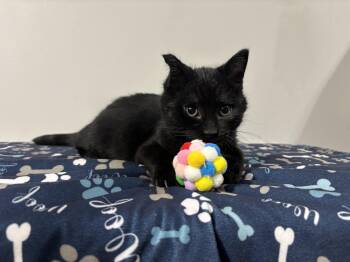 Rescue Domestic Short Hair and American Shorthair Cats for Adoption in Frankfort, Indiana - Nemo | PetCurious