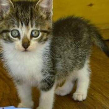 Domestic Short Hair Cats Available for Adoption in Cumming, Georgia - James Dean | PetCurious