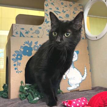 Gumba -  Domestic Short Hair Cat for Adoption in West Olive, Michigan - Gumba | PetCurious